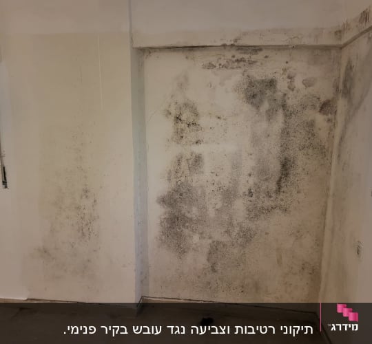 קיר עם כתמי עובש כהים לפני צביעה